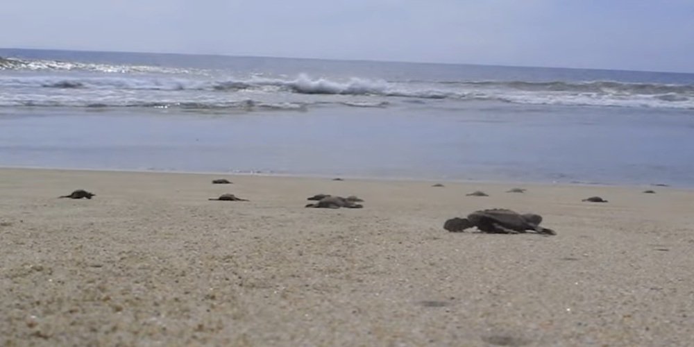 Liberación de Tortugas Marinas